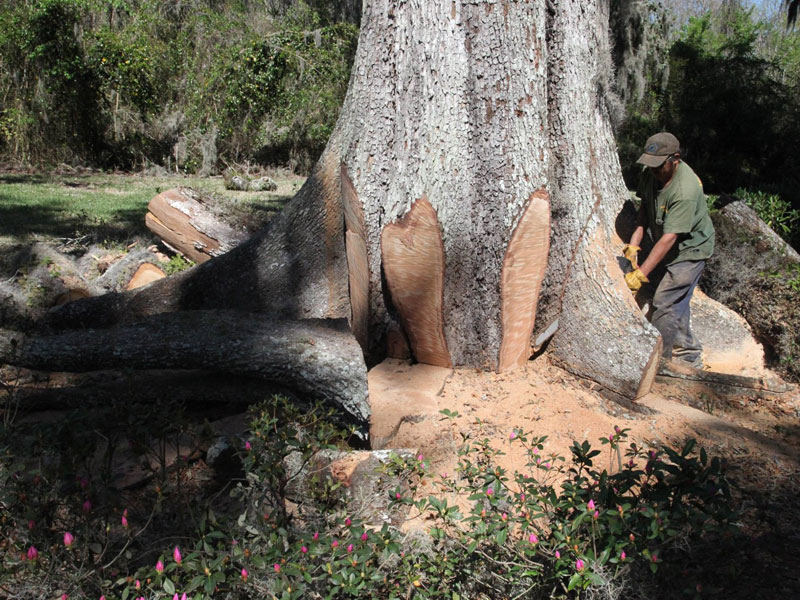 Lucas Tree Service crew working on a large tree trunk in Jacksonville, FL