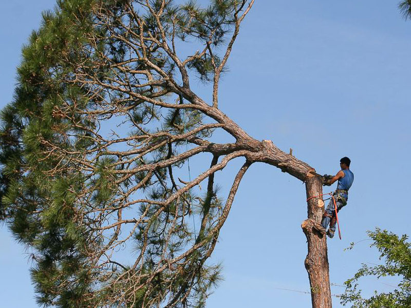 Climber roped high in a Florida pine tree against a clear blue sky