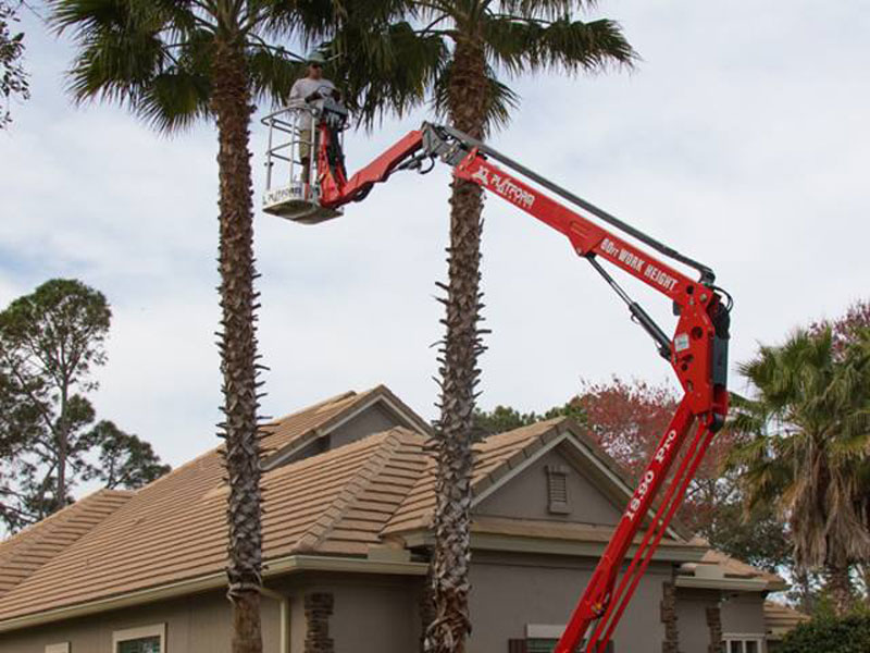 Red bucket truck extending to tall Florida palm trees at a residential home