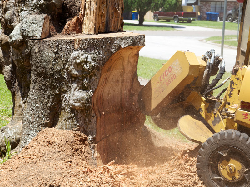 Close-up of stump grinder wheel cutting through a large stump, wood chips flying