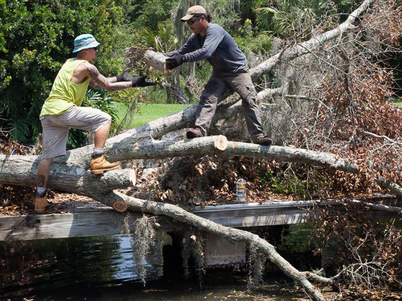 Two Lucas Tree Service crew members removing a storm-downed tree over a backyard pond in Jacksonville